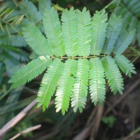 Senegalia caesia (L.) Maslin, Seigler & Ebinger